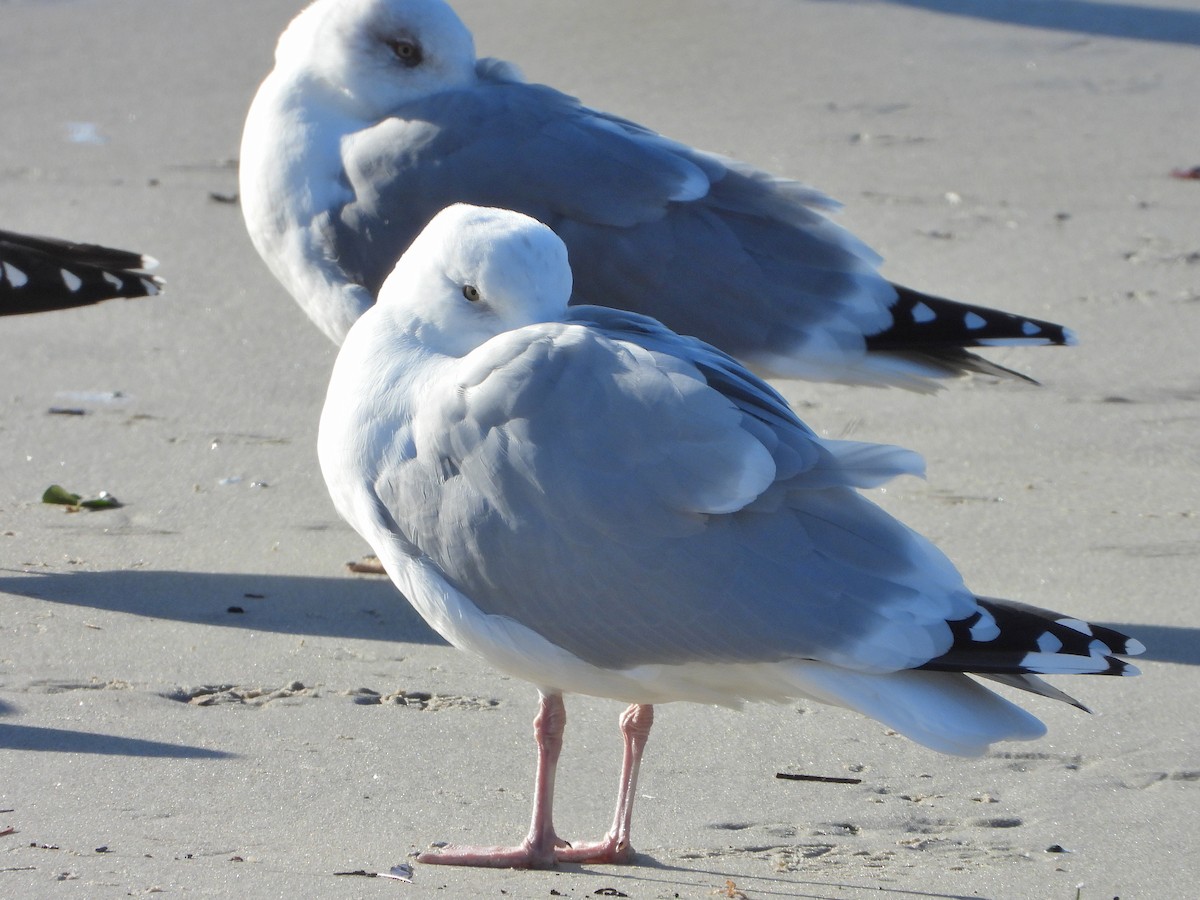 amerikagråmåke - ML646840034