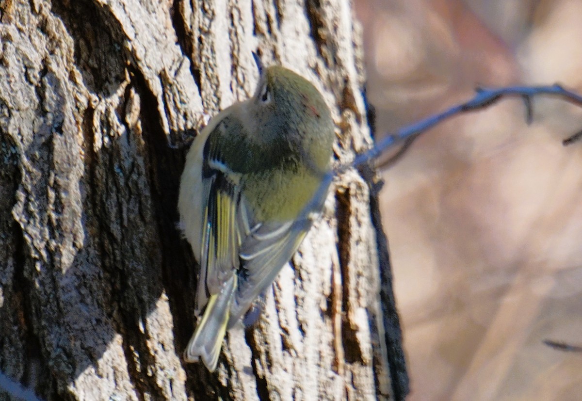 Rubingoldhähnchen - ML646840036