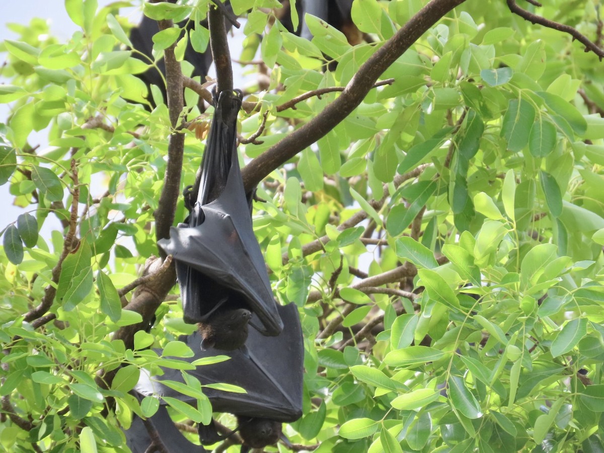 Black Flying-fox - ML646840037