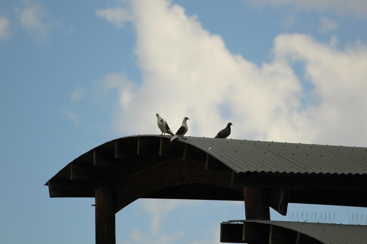 Rock Pigeon (Feral Pigeon) - ML646840045