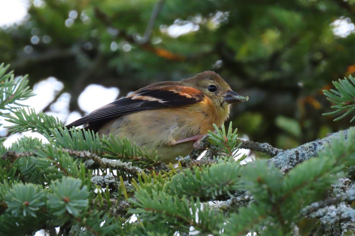 American Goldfinch - ML646840046