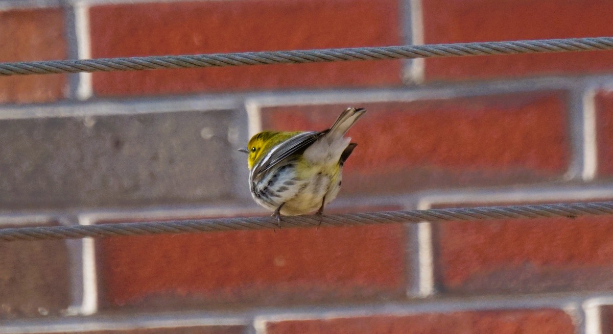 Зелёная древесница - ML646840052