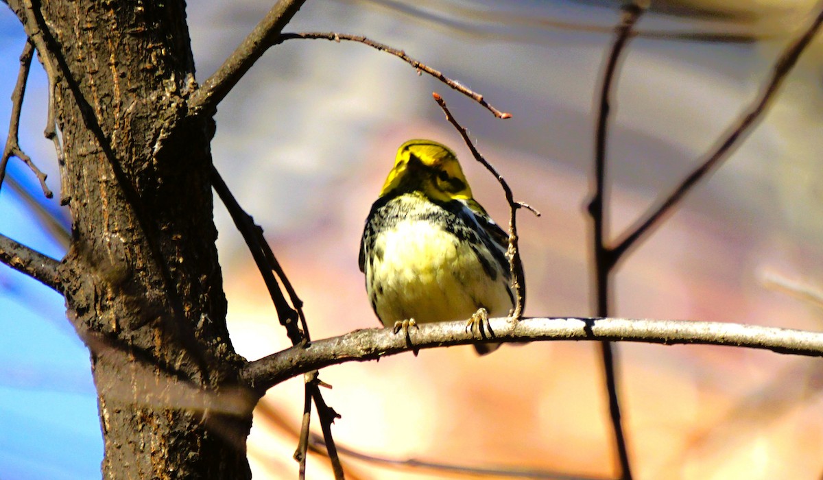 Зелёная древесница - ML646840053