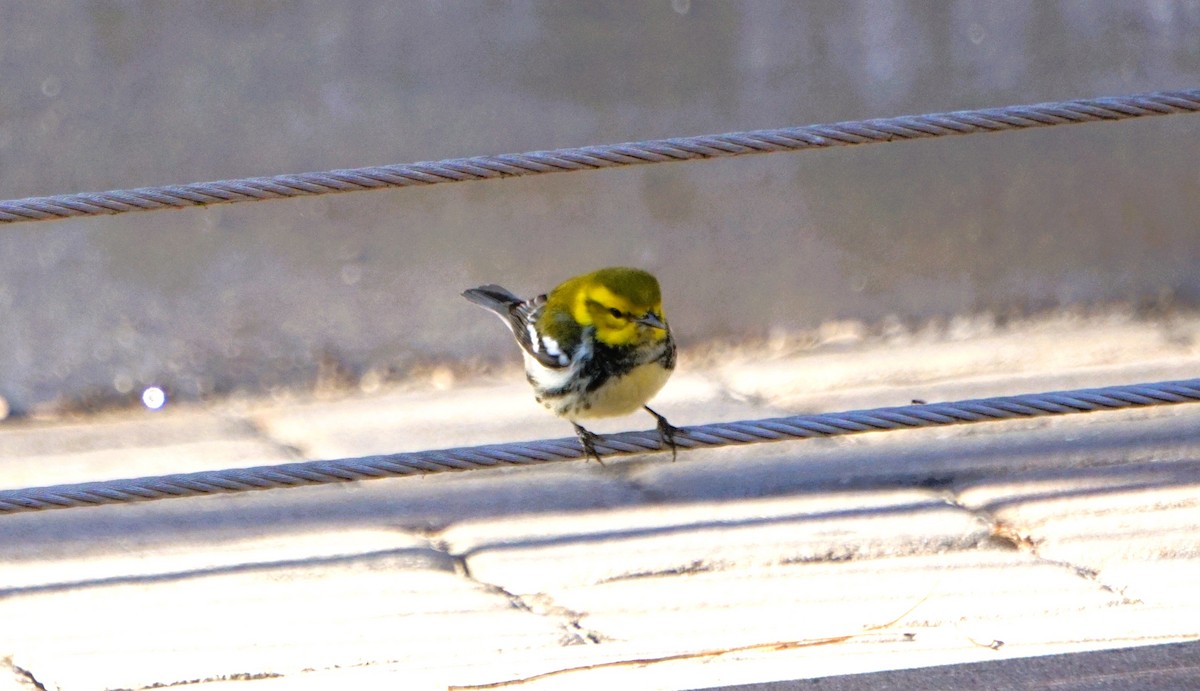 Зелёная древесница - ML646840054