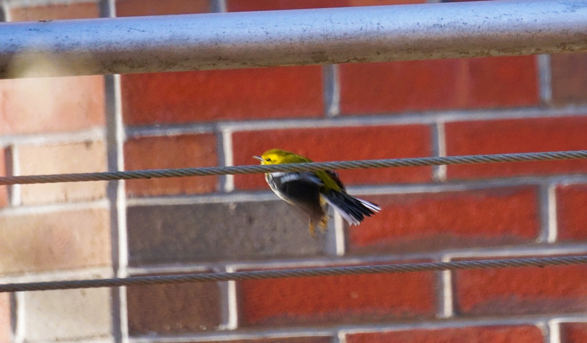 Зелёная древесница - ML646840055