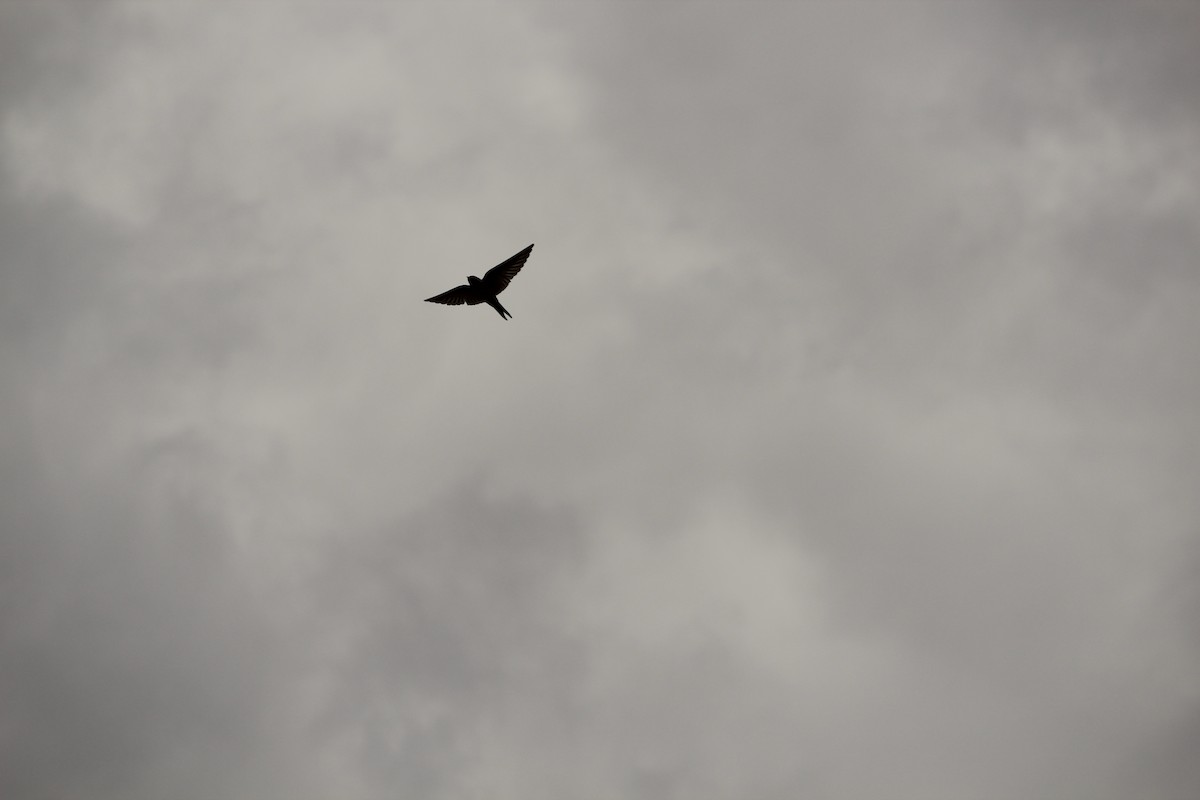 Welcome Swallow - ML646840058