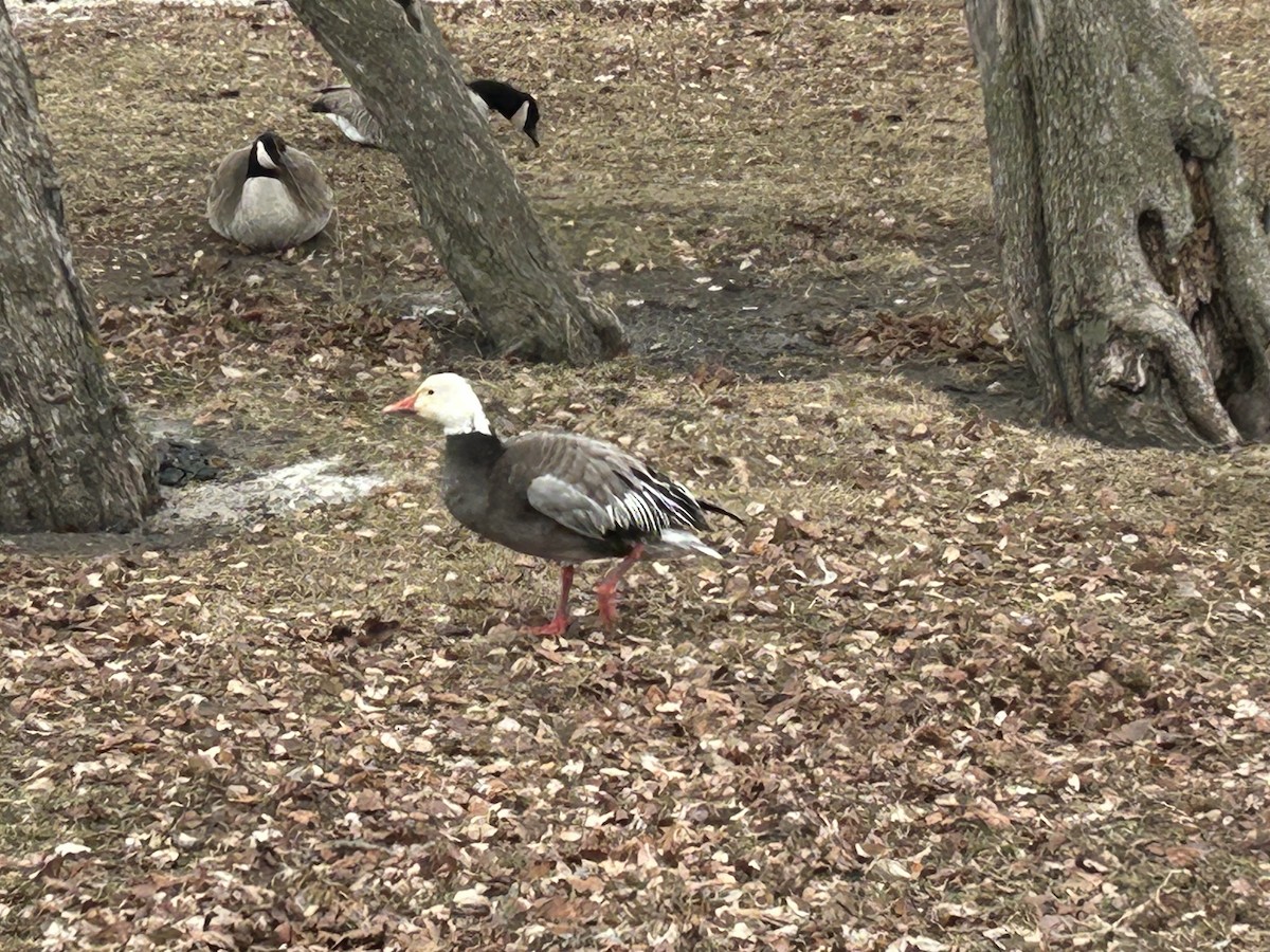 Oie des neiges - ML646840065