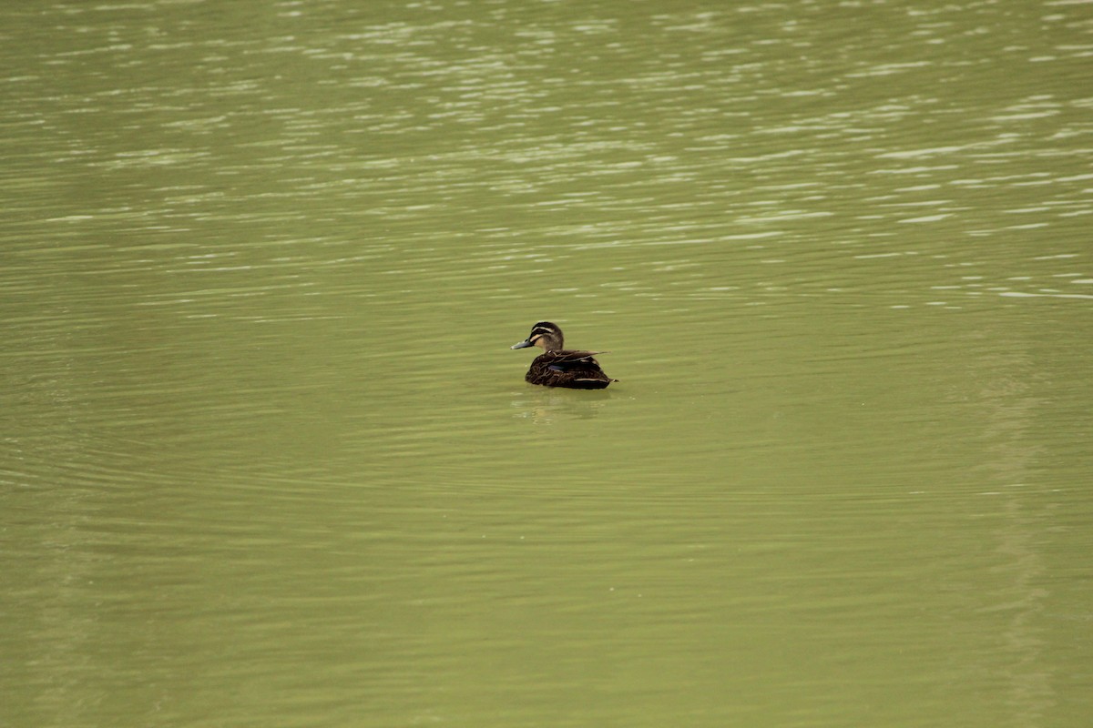 Augenbrauenente - ML646840067