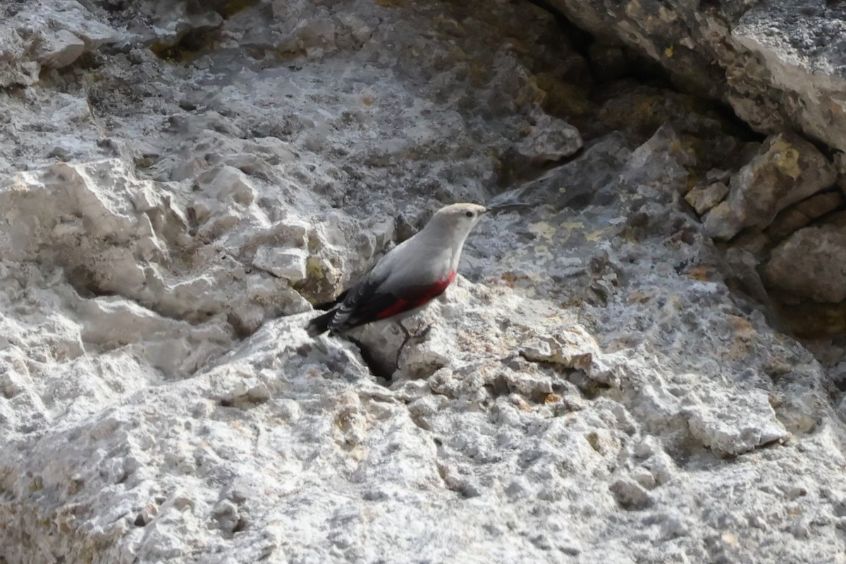 Picchio muraiolo - ML646840079