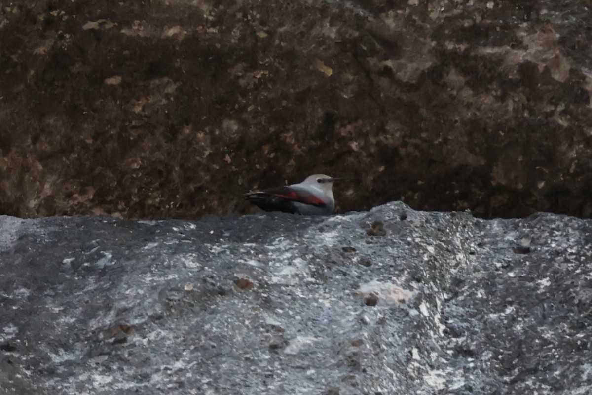 Picchio muraiolo - ML646840081