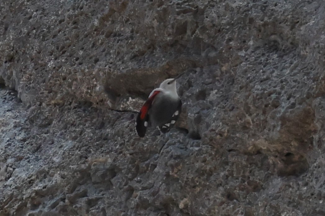 Picchio muraiolo - ML646840085