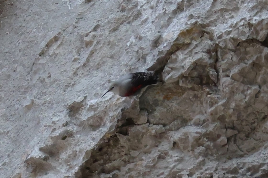 Picchio muraiolo - ML646840086