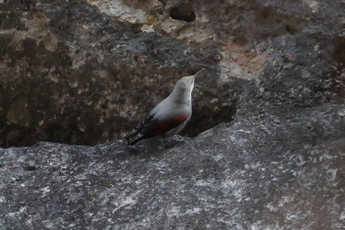 Picchio muraiolo - ML646840087