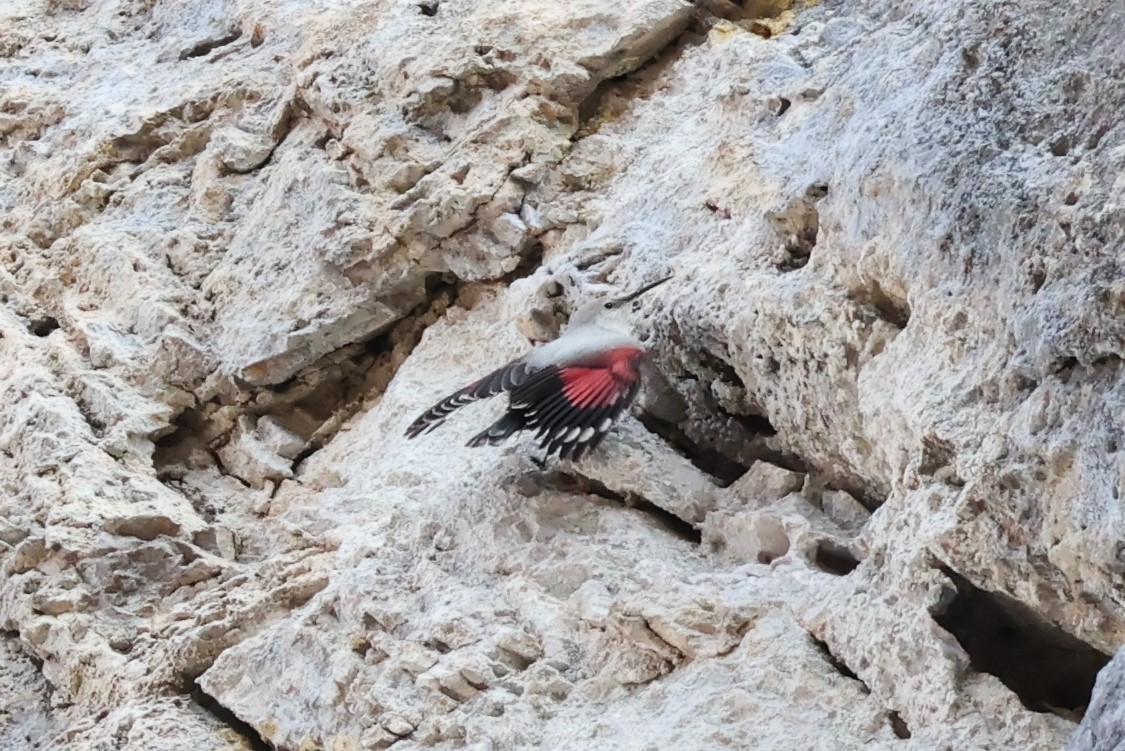 Picchio muraiolo - ML646840088