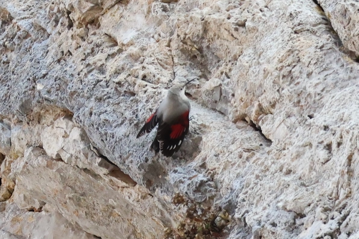 Picchio muraiolo - ML646840090