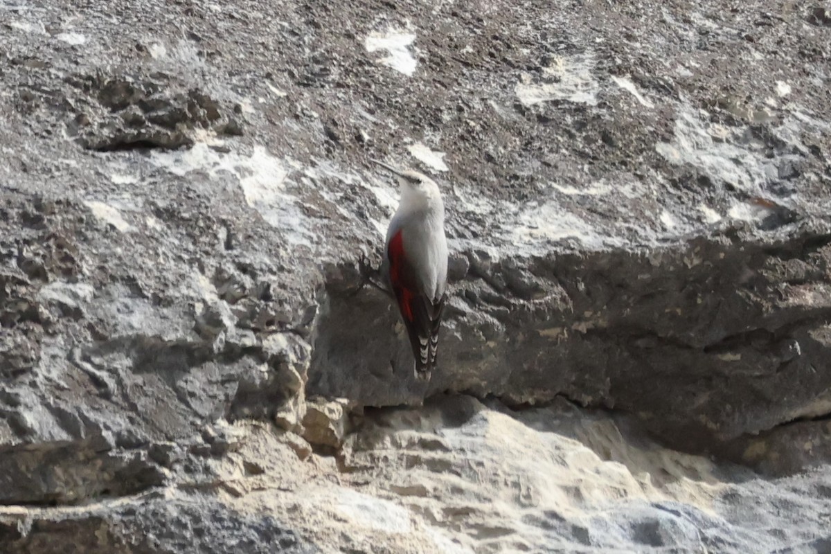 Picchio muraiolo - ML646840091