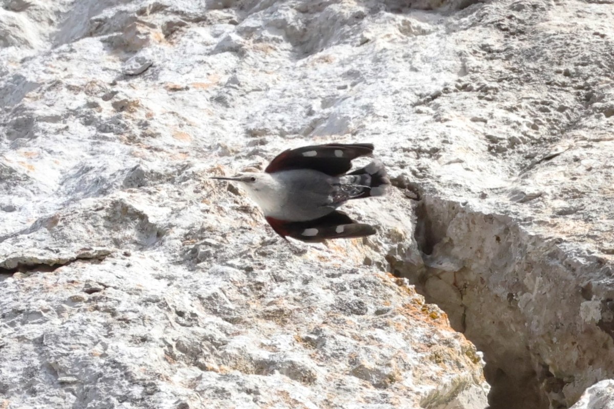 Picchio muraiolo - ML646840093