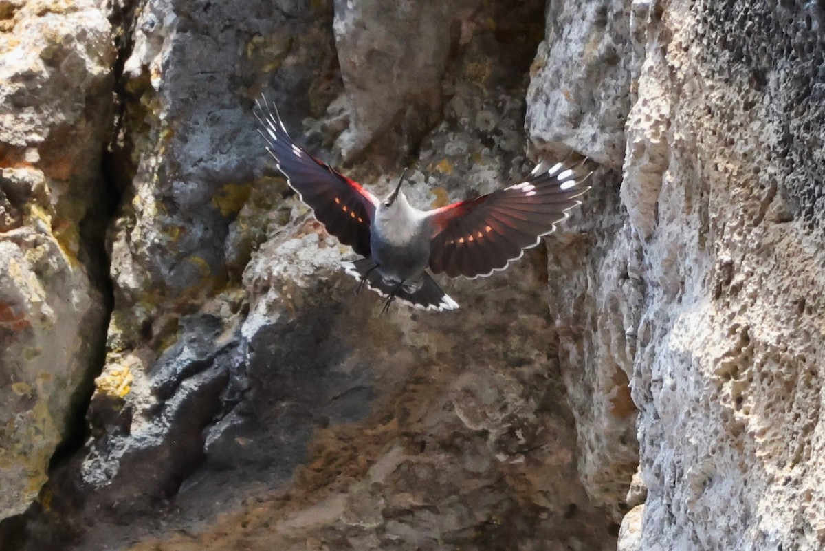 Picchio muraiolo - ML646840094