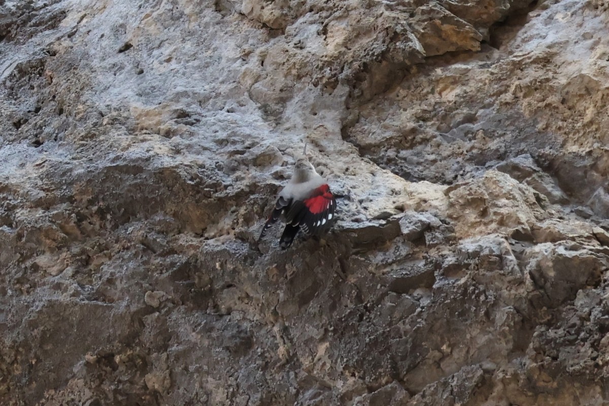 Picchio muraiolo - ML646840095