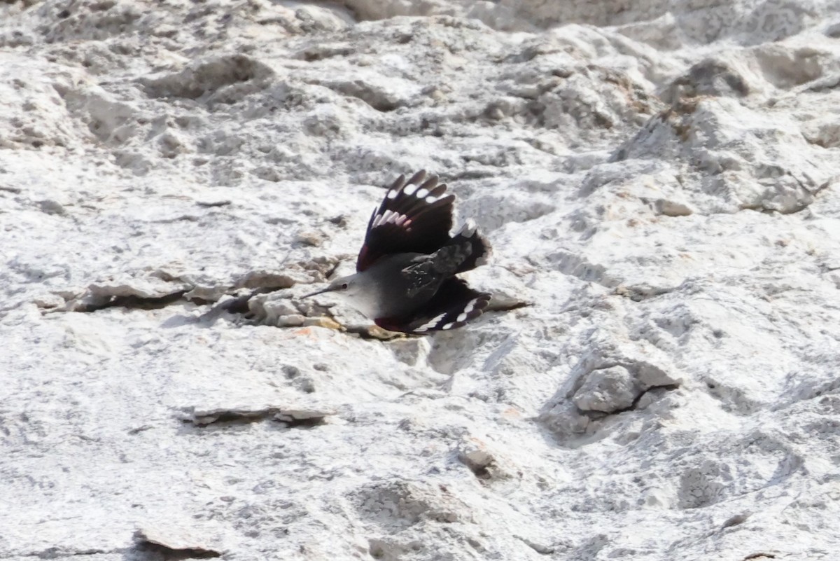 Picchio muraiolo - ML646840096