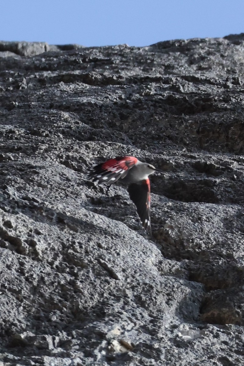 Picchio muraiolo - ML646840097