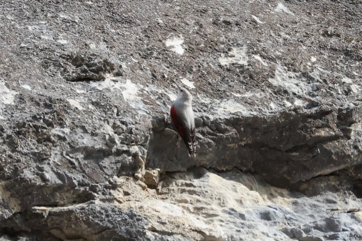 Picchio muraiolo - ML646840098