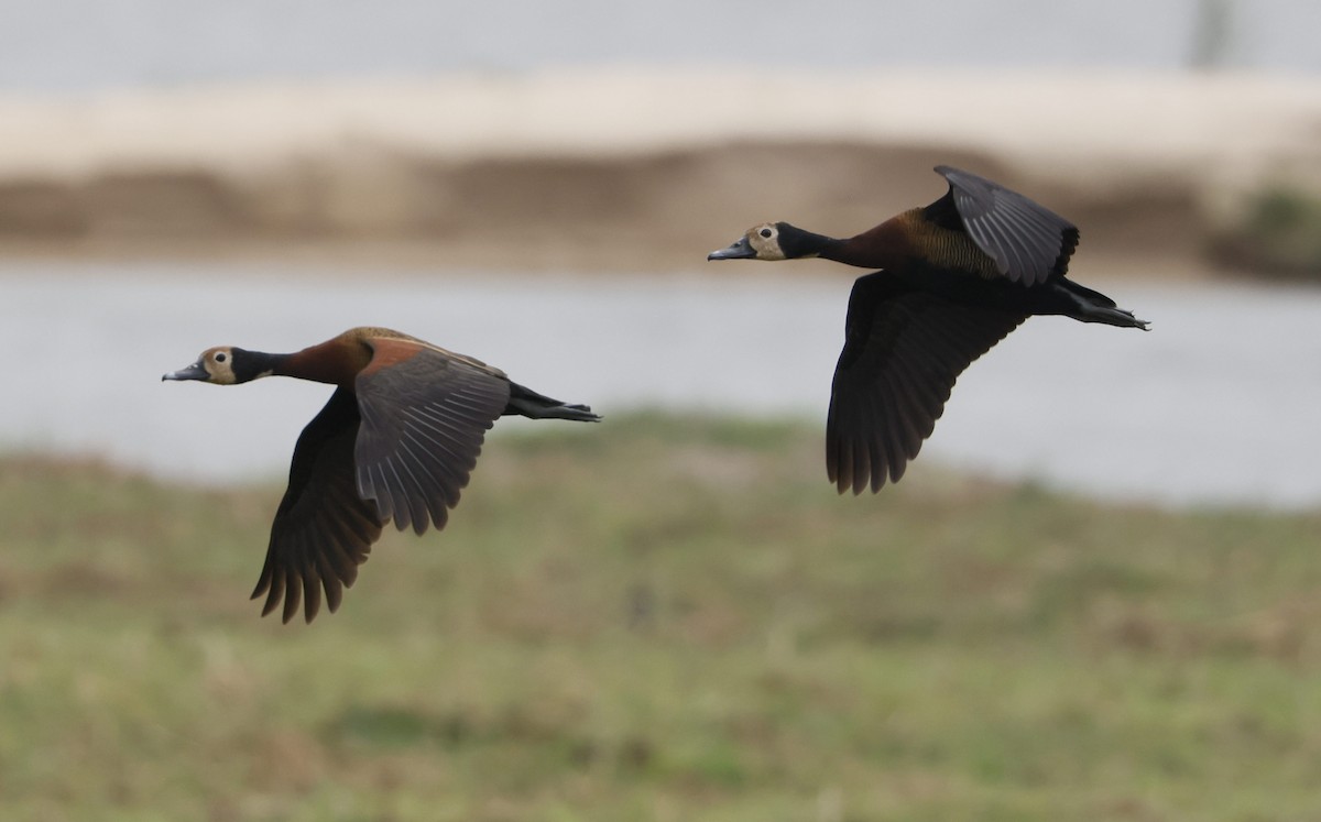 Dendrocigna facciabianca - ML646840104