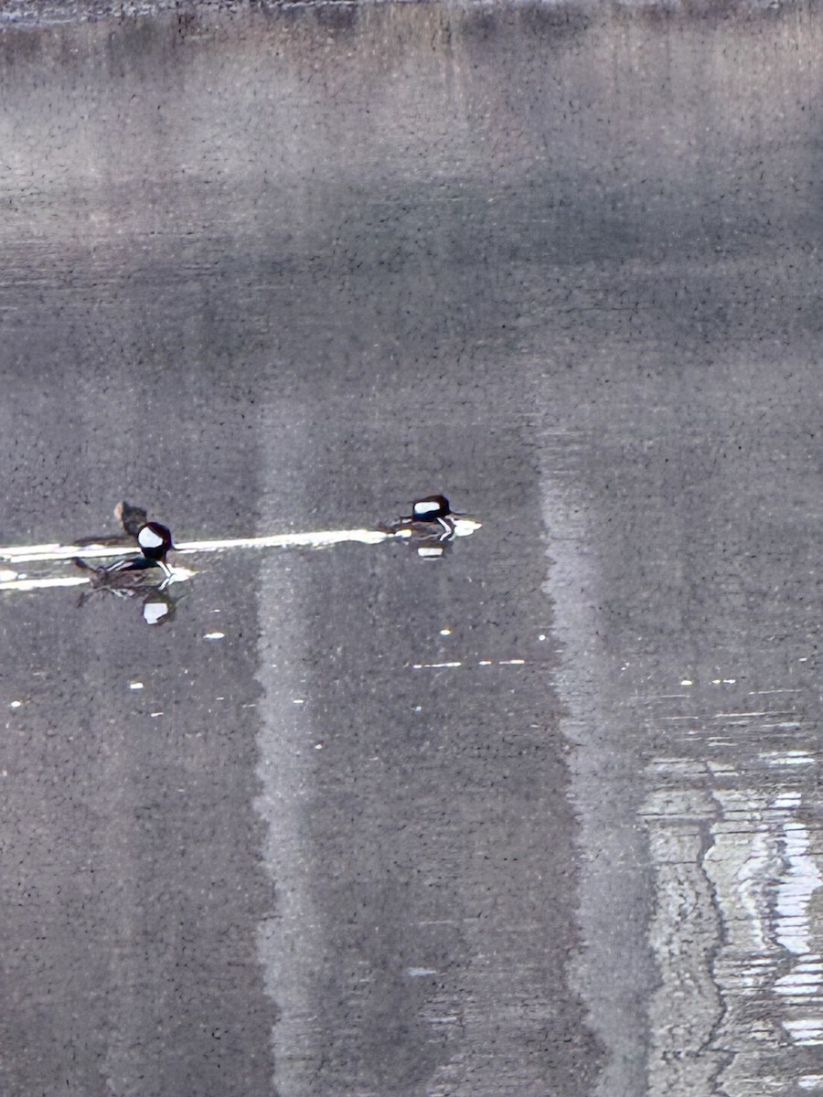 Hooded Merganser - ML646840105