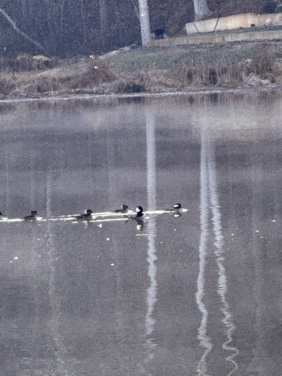 Hooded Merganser - ML646840106