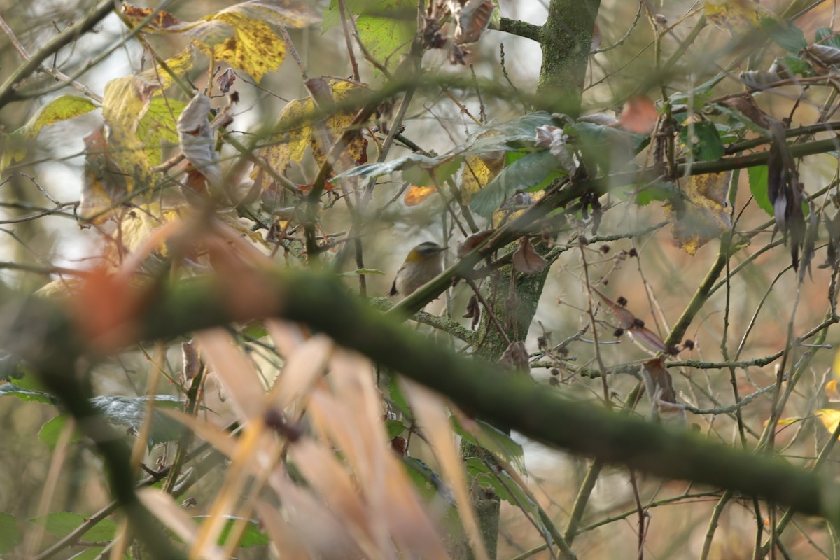 Красноголовый королёк - ML646840110