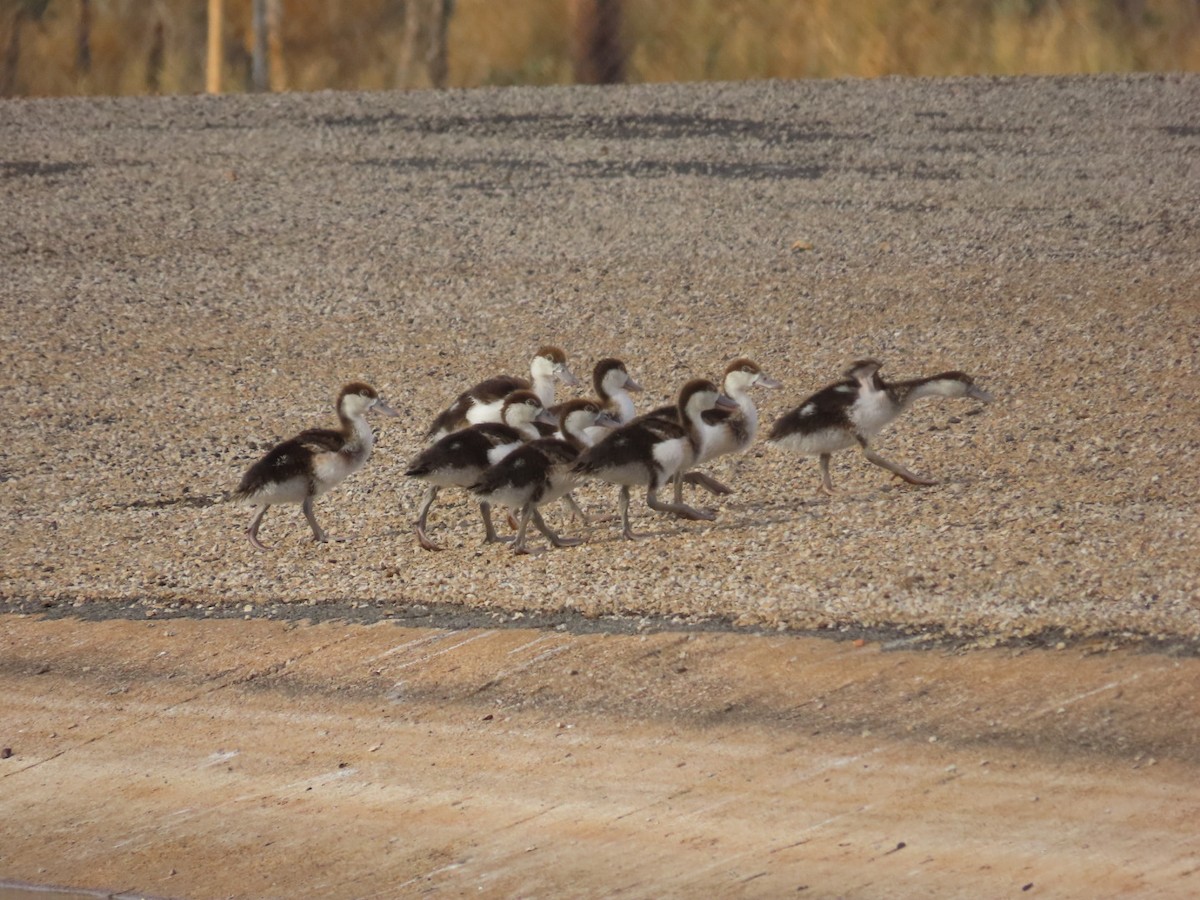 Radjah Shelduck - ML646840111