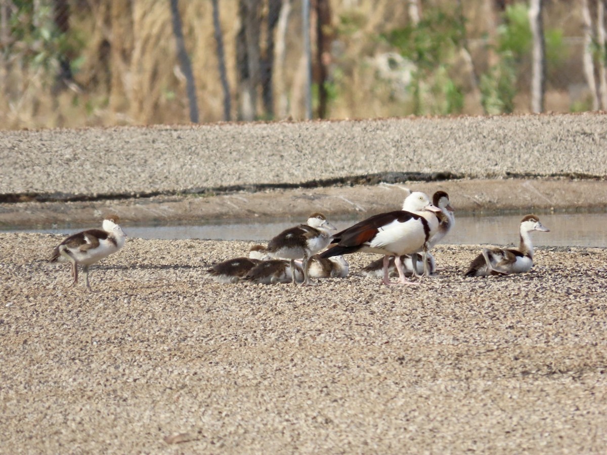 Radjah Shelduck - ML646840112