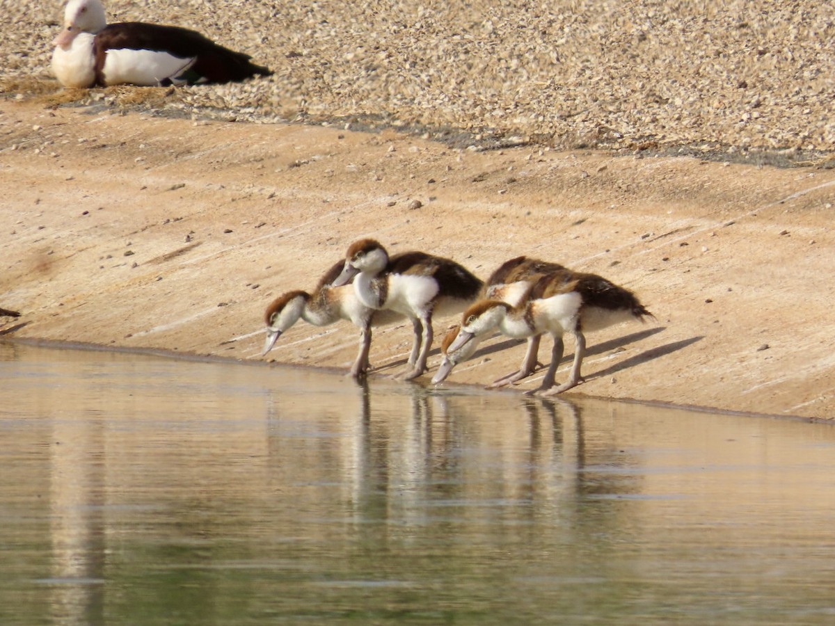 Radjah Shelduck - ML646840113