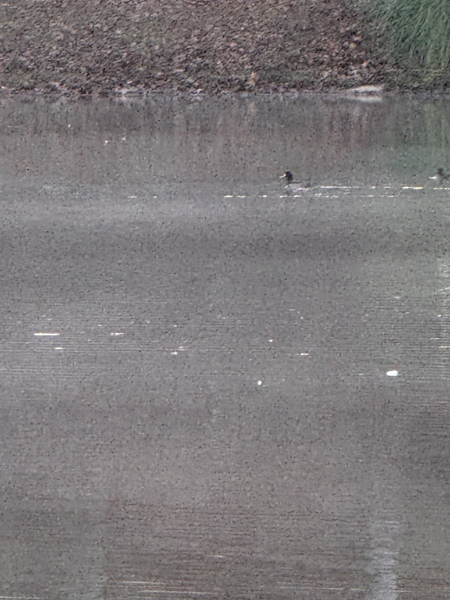 Greater Scaup - ML646840115