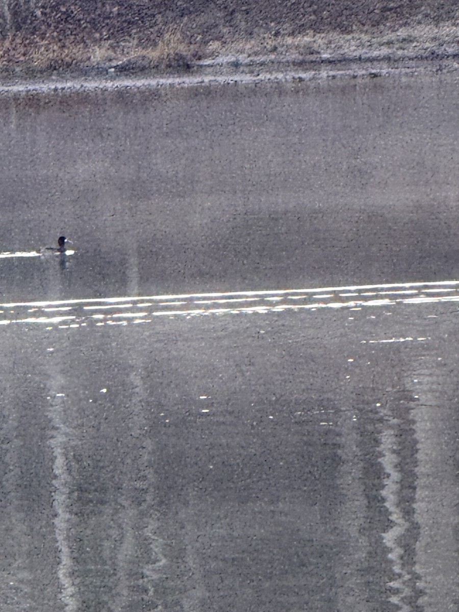 Greater Scaup - ML646840116