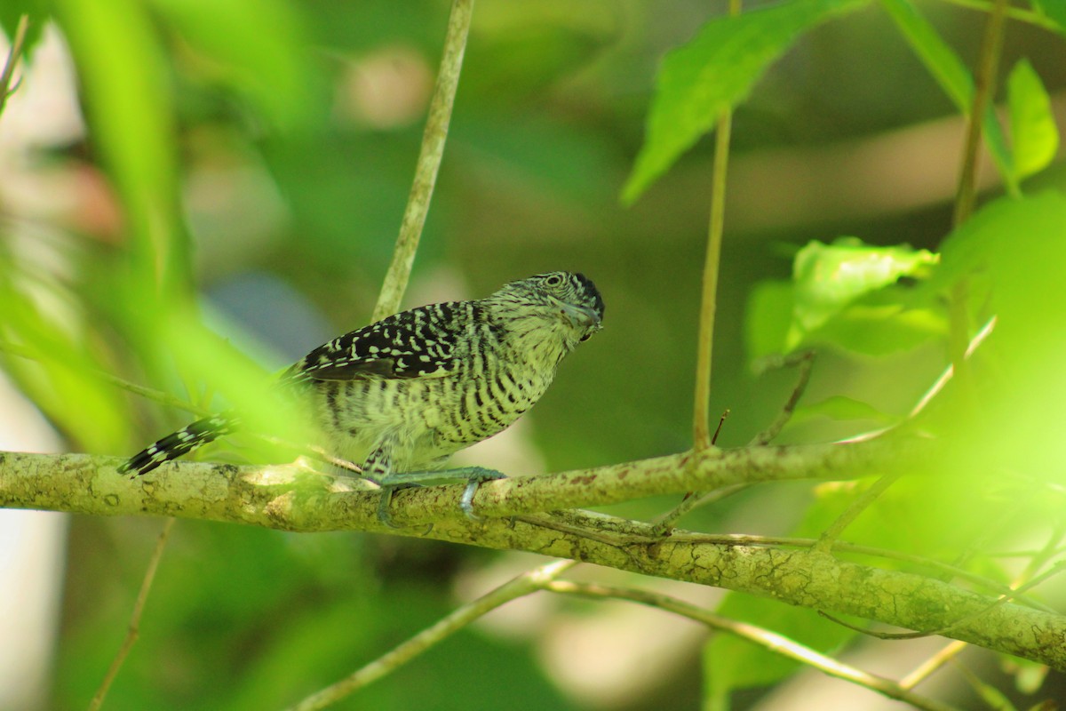 シマアリモズ - ML646840117