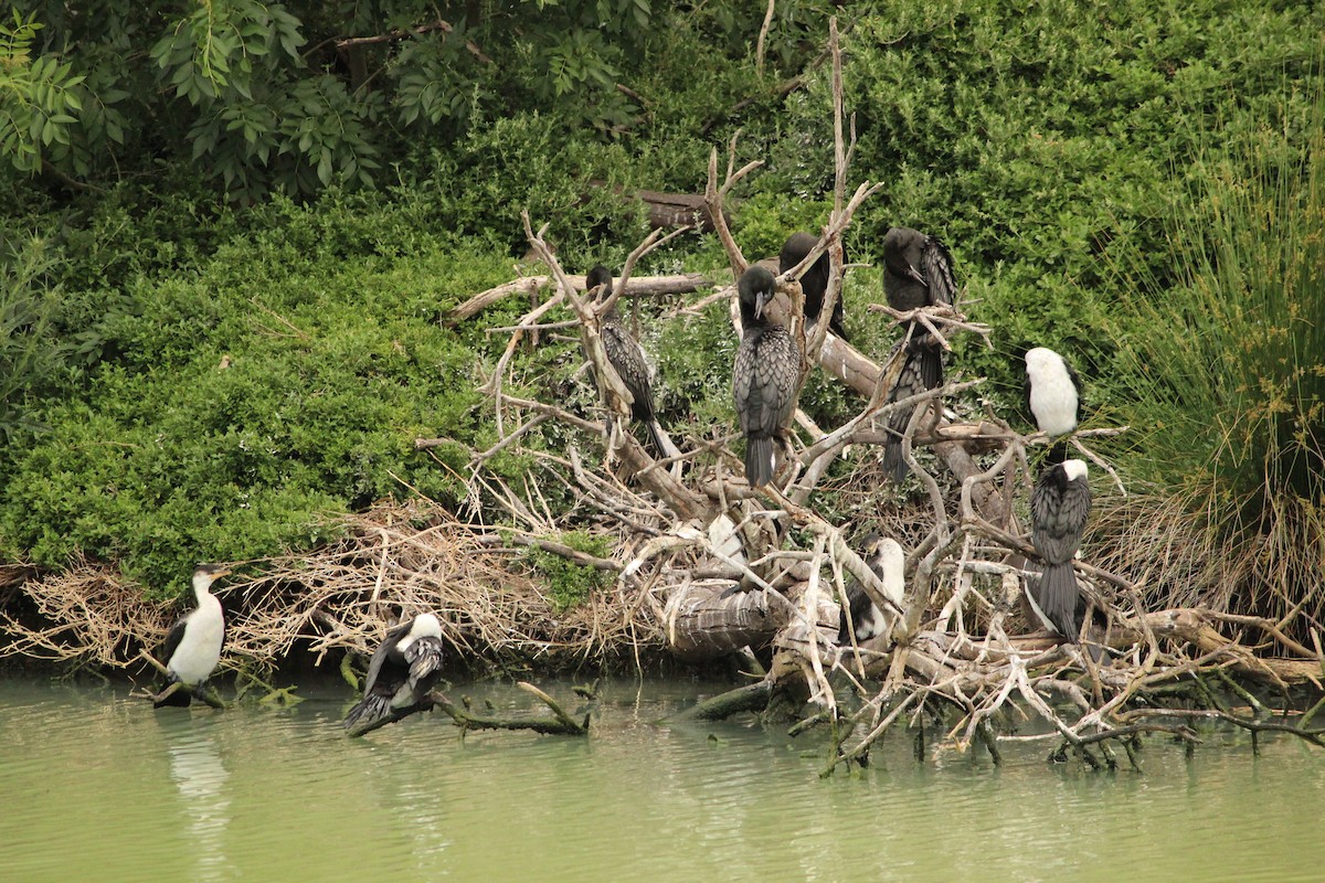 Little Black Cormorant - ML646840119
