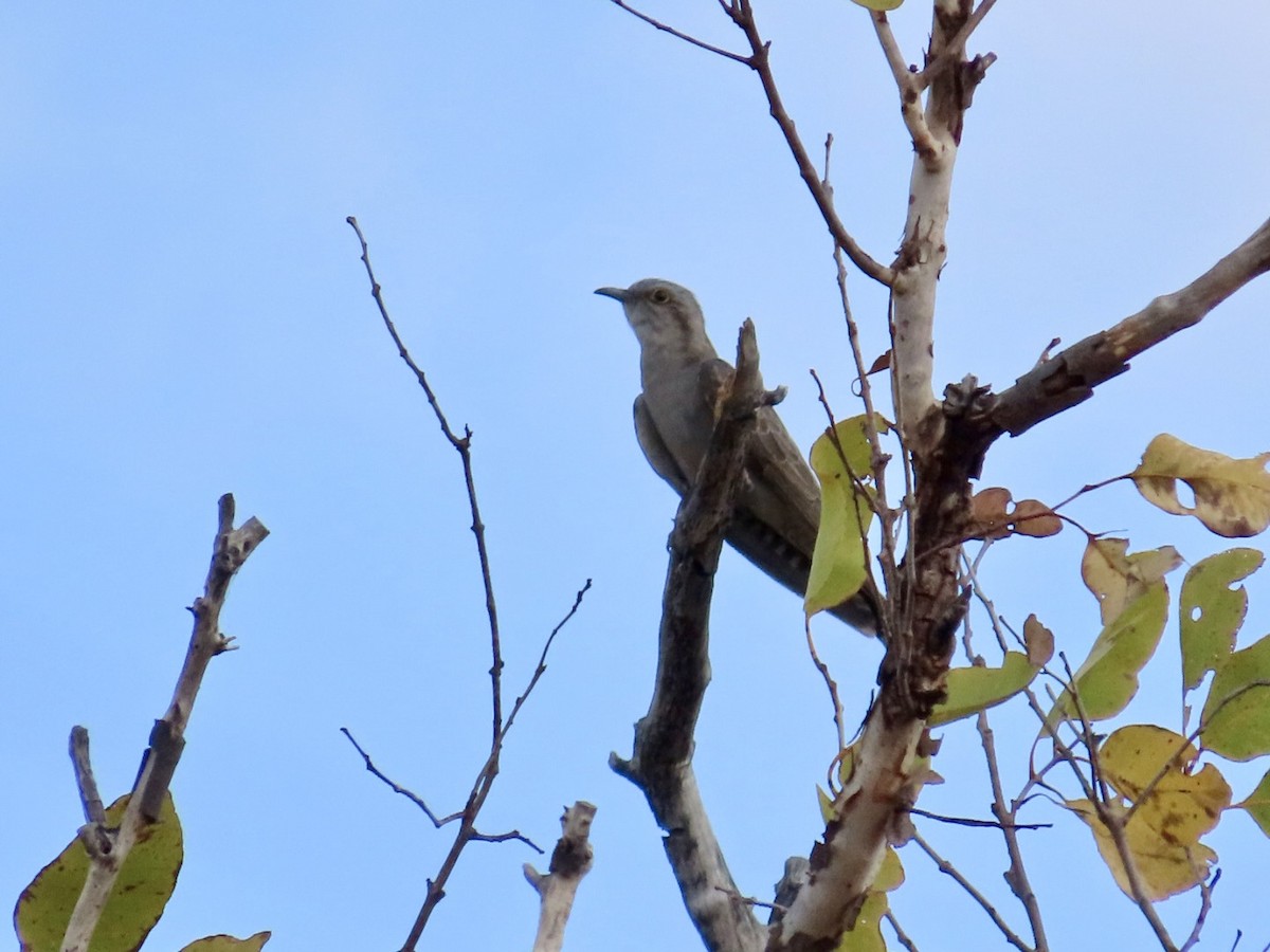 Pallid Cuckoo - ML646840120