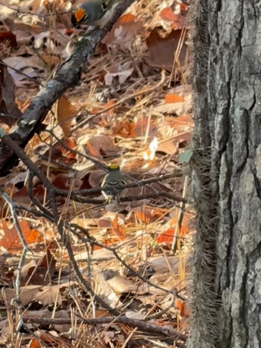 Golden-crowned Kinglet - ML646840125