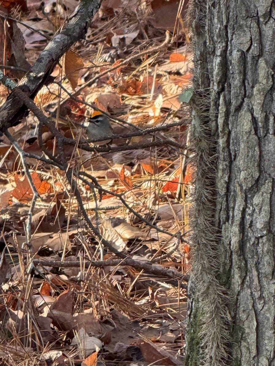 Golden-crowned Kinglet - ML646840126