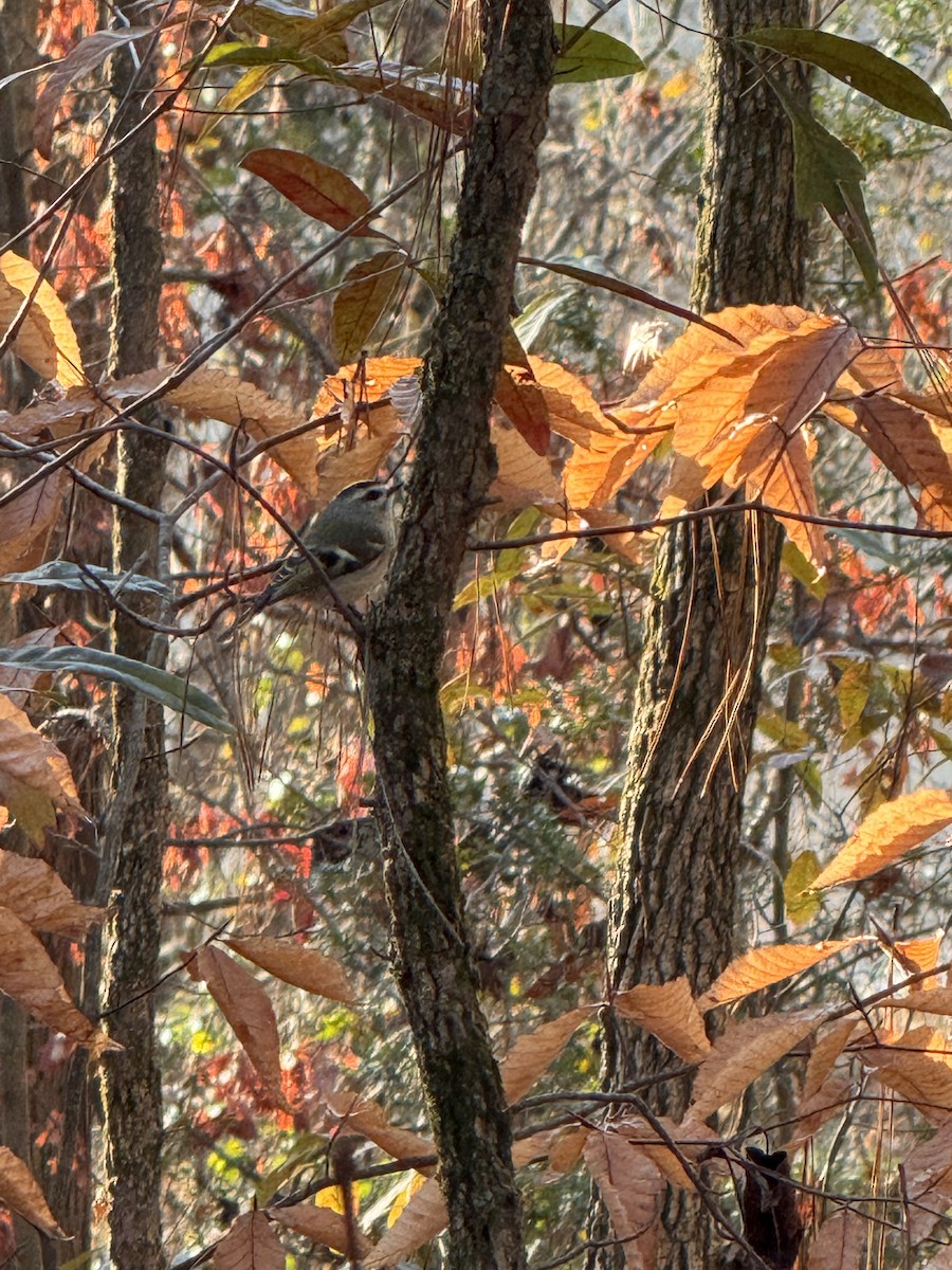 Golden-crowned Kinglet - ML646840127