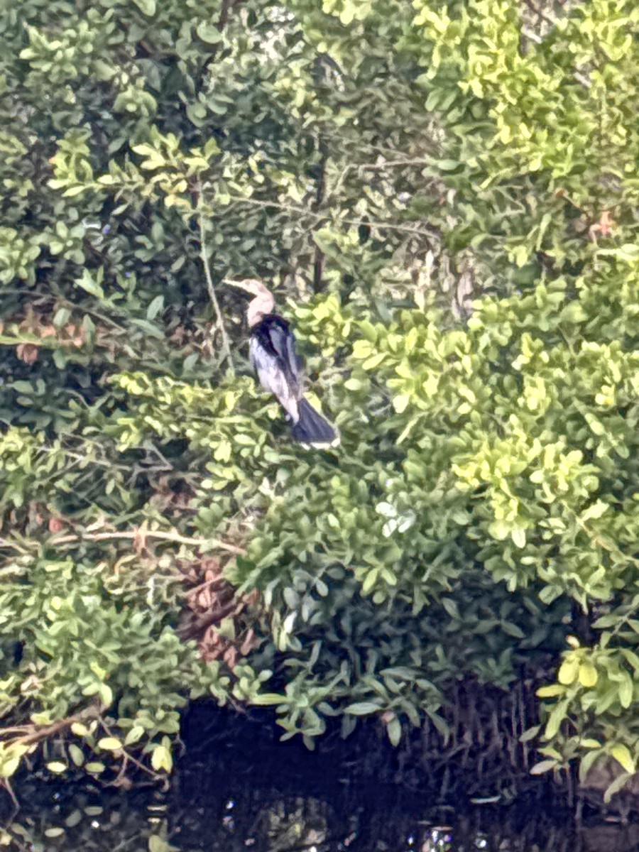 Anhinga - ML646840128