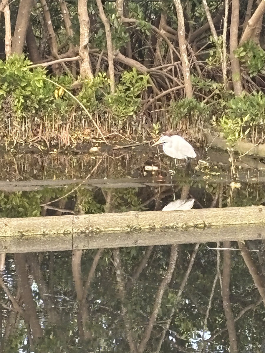 Koartza zuria (amerikarra) - ML646840129