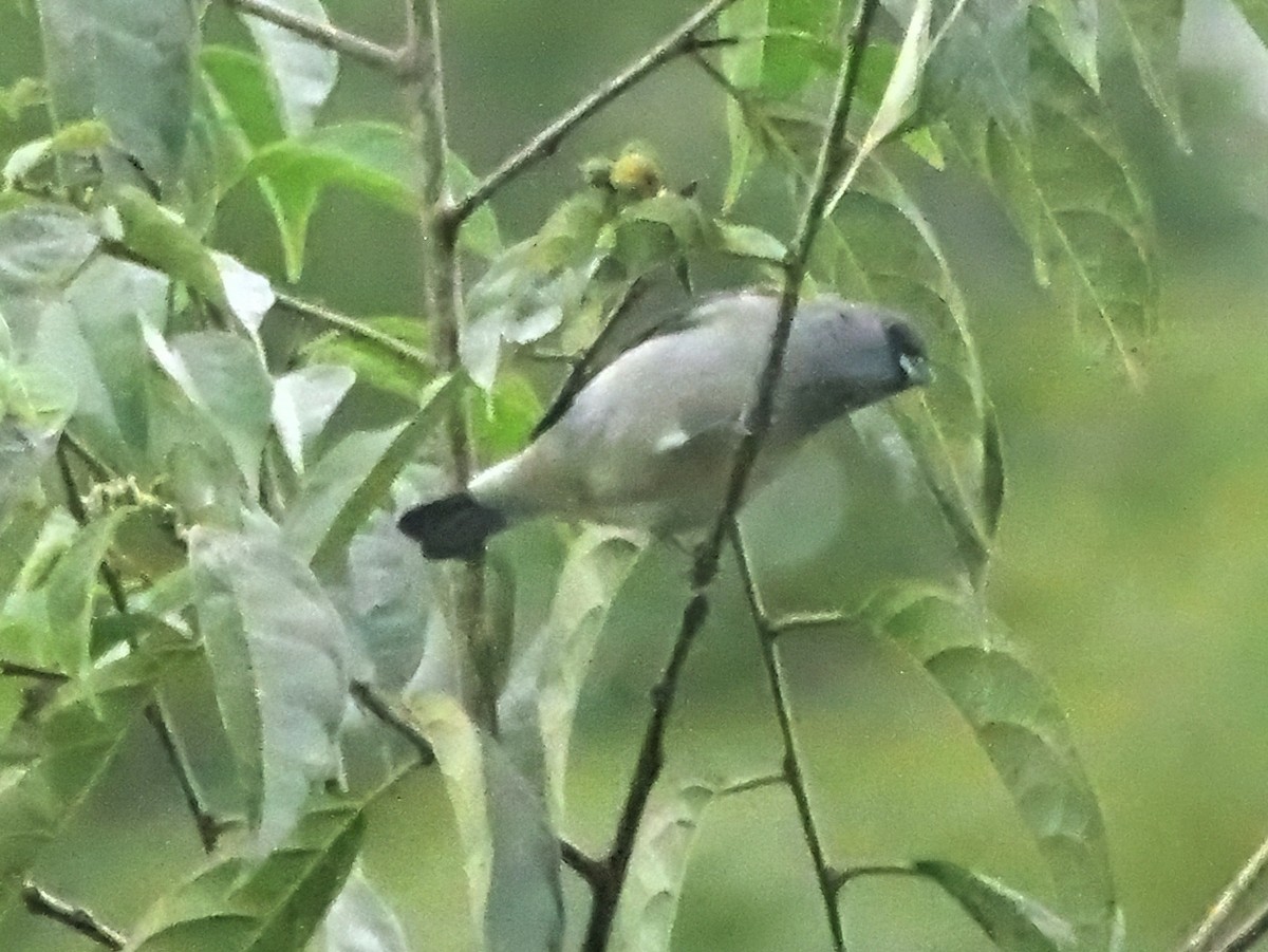 Plain-colored Tanager - ML646840130