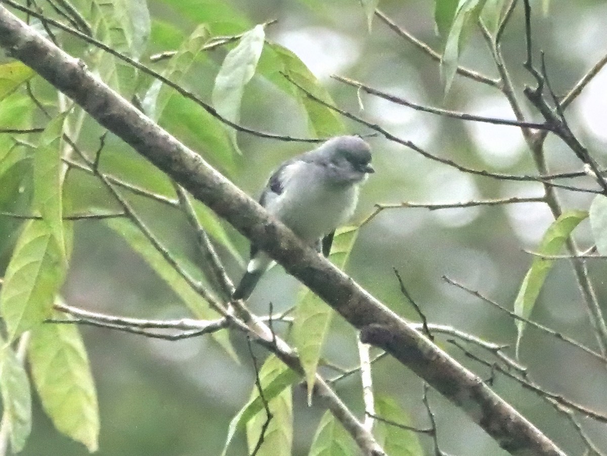 Plain-colored Tanager - ML646840132