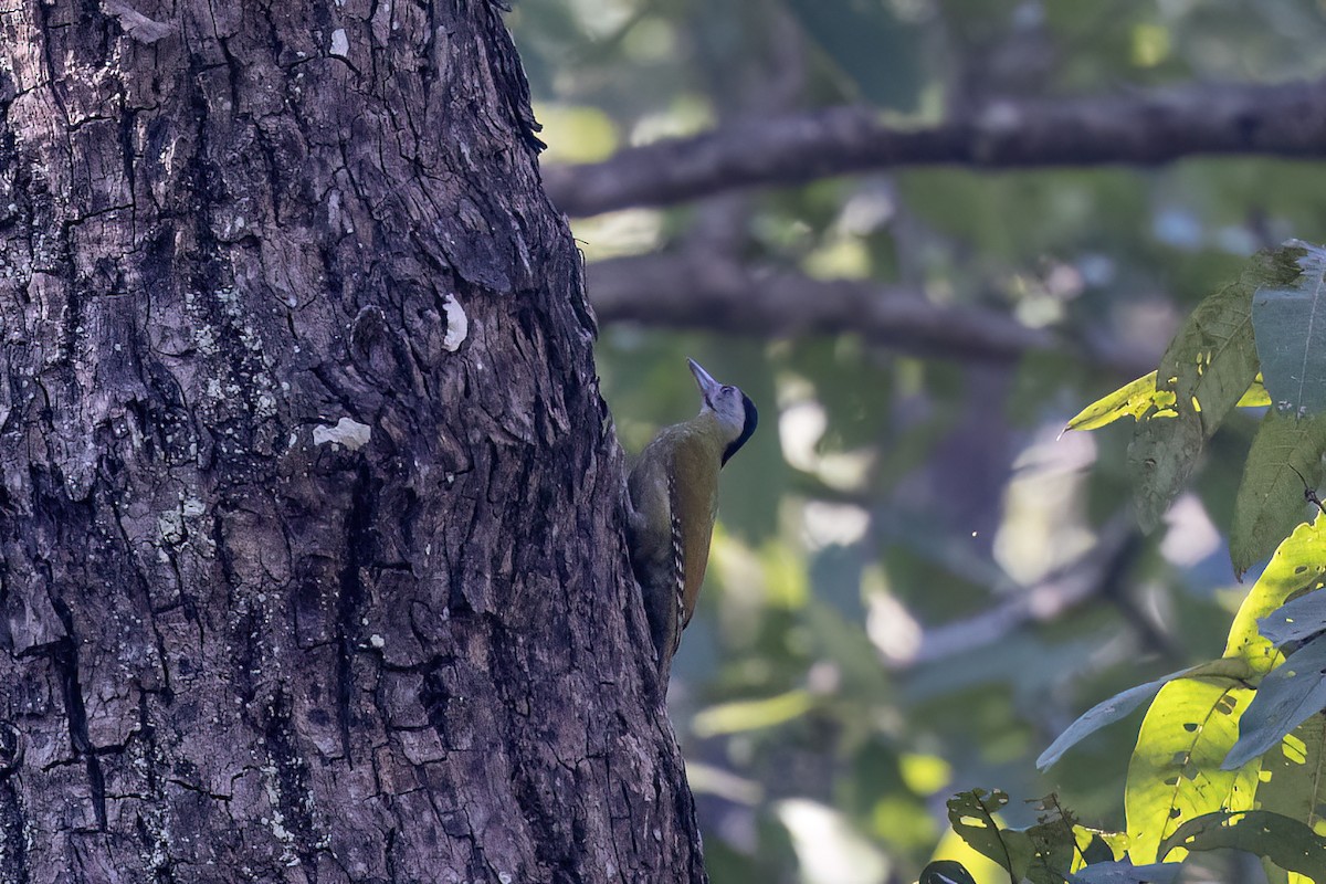 ヤマゲラ（guerini グループ） - ML646840133