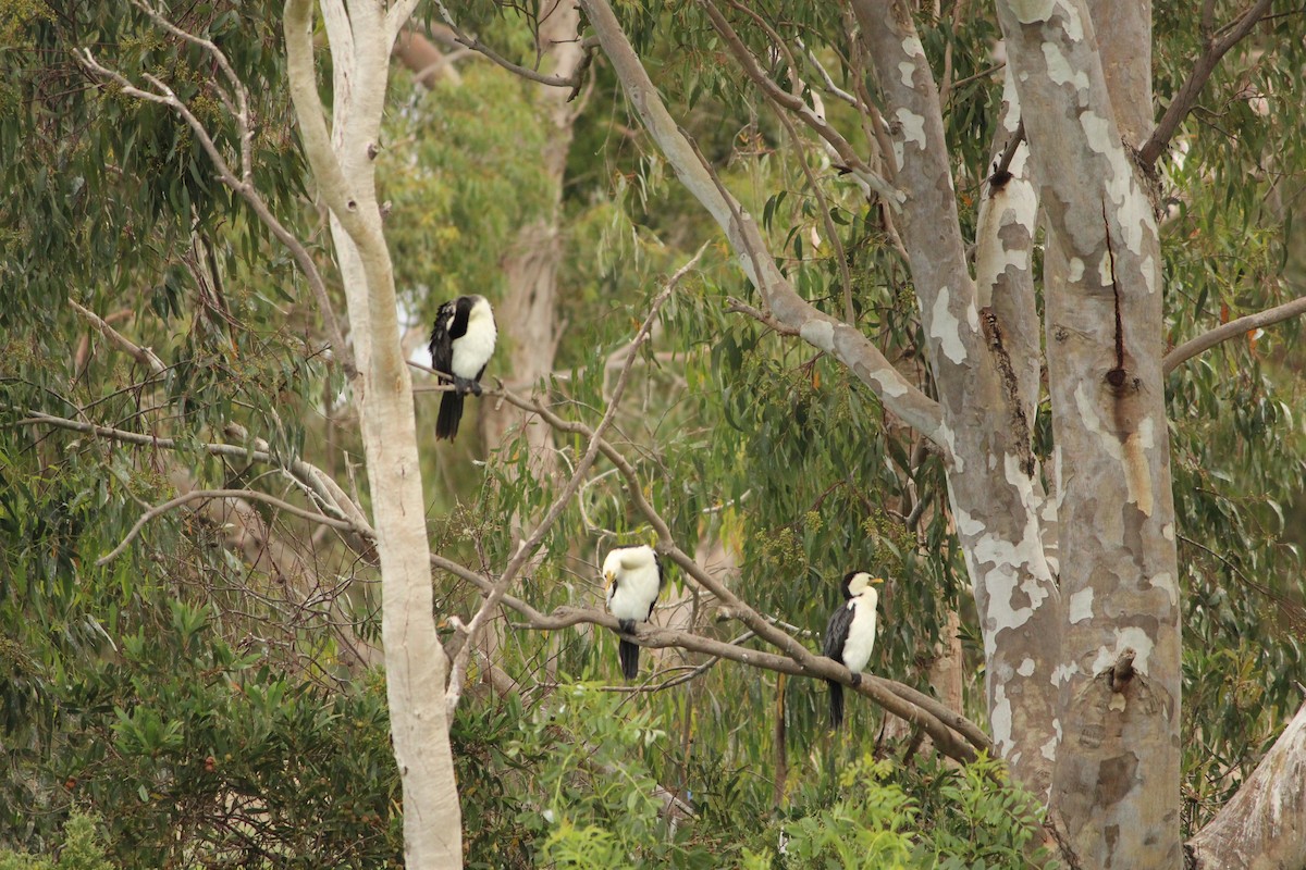 Little Pied Cormorant - ML646840136