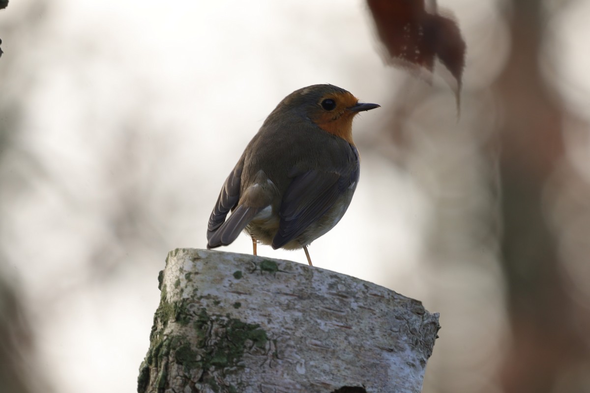 European Robin - ML646840146