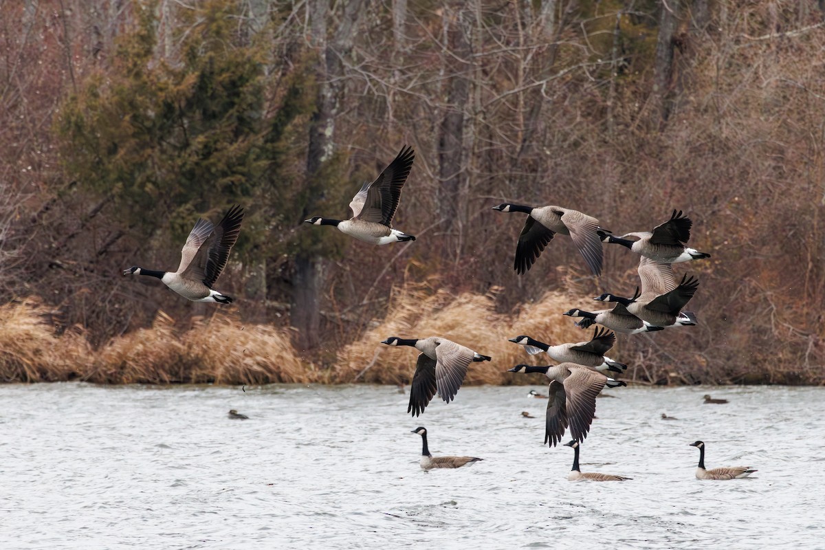 Казарка канадська - ML646840147