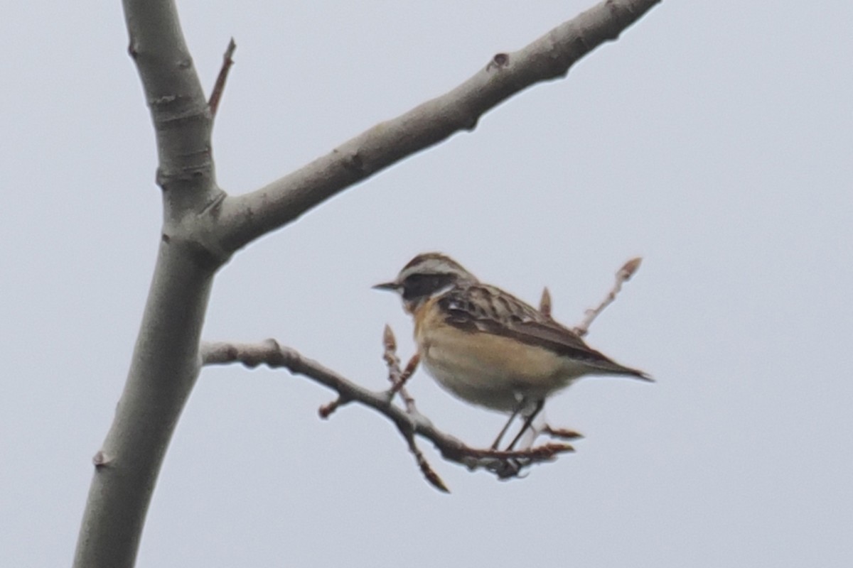 Whinchat - ML646840149